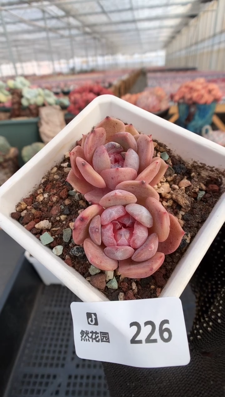 【闪购商品】226红恋一物一拍