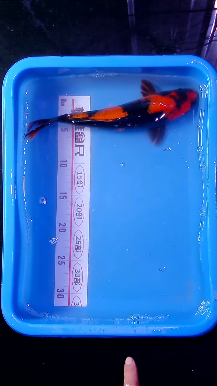 锦鲤锦鲤直播间菁选 对版发货  29
