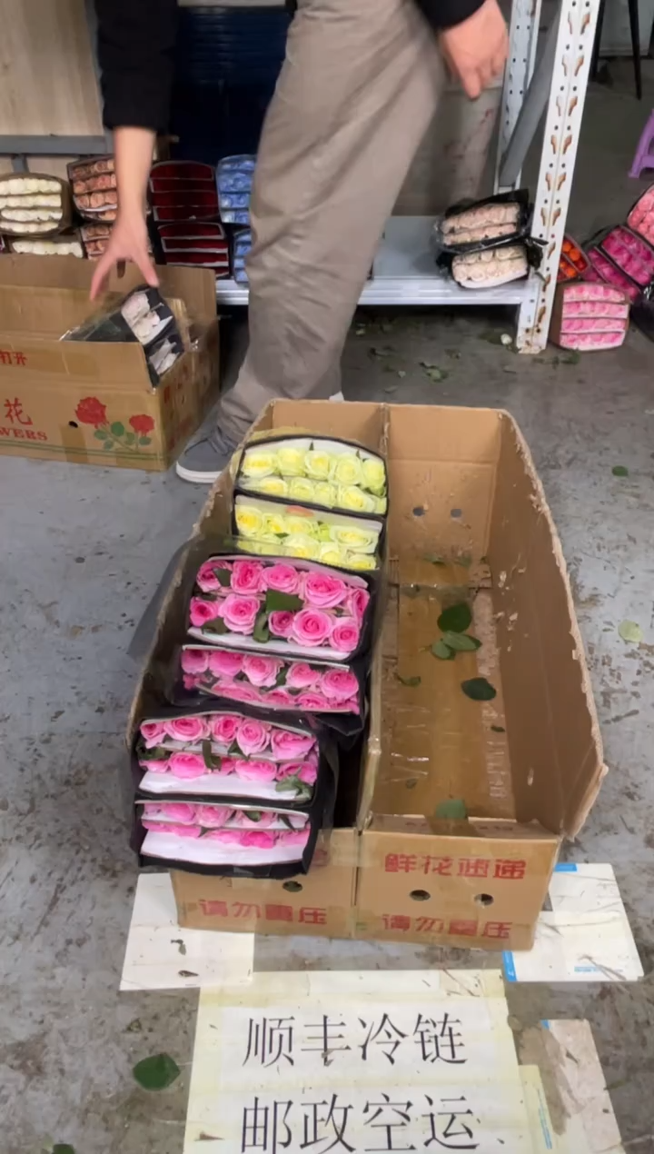 洛神2扎+绿光2扎
