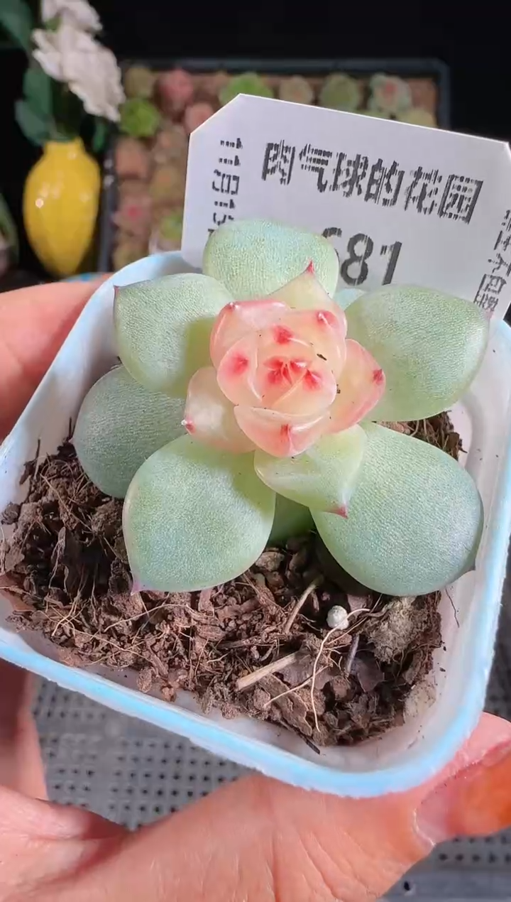 1115-681春桃群生不包整