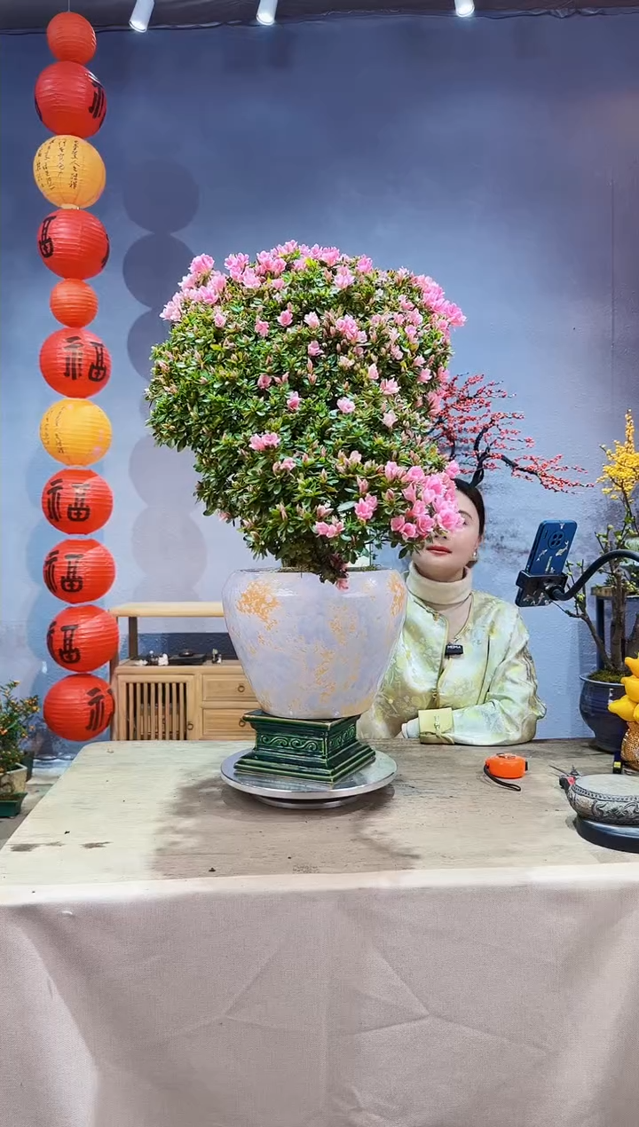 【闪购商品】盆景粉珍珠 杜鹃