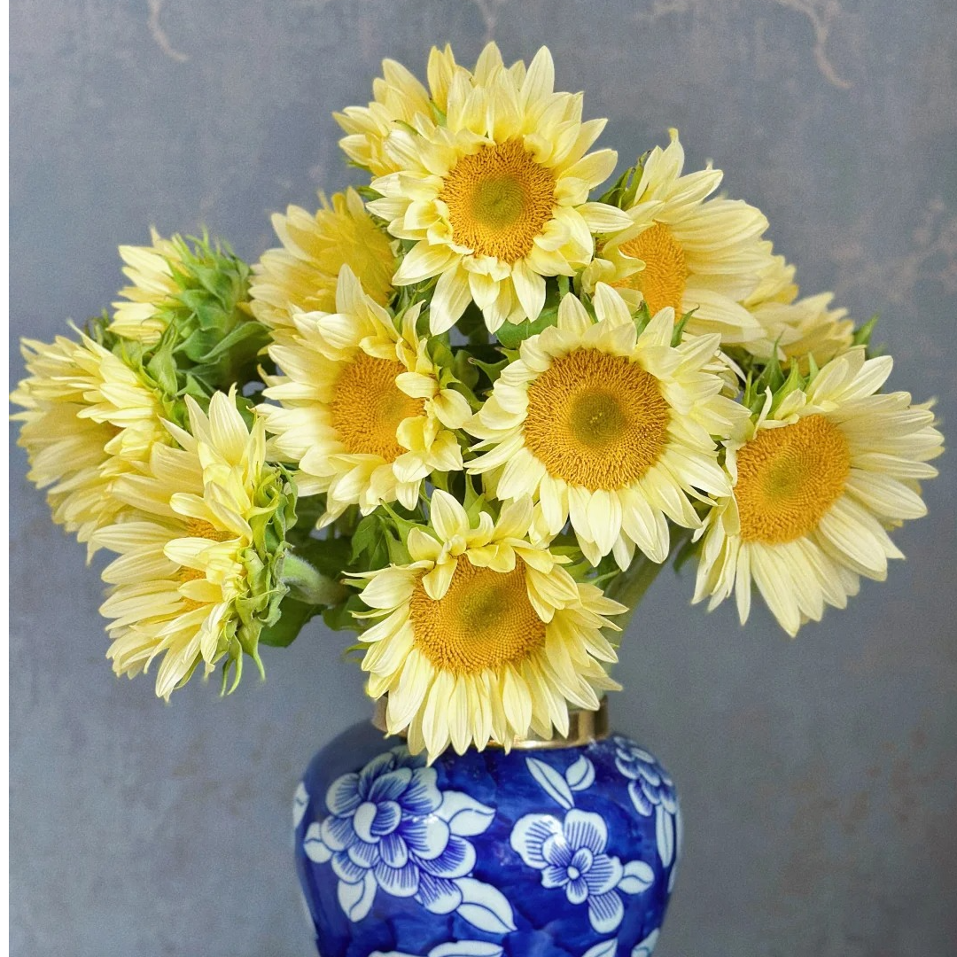 【花言罐舍】奶油向日葵 云南鲜花昆明基地现采现发
