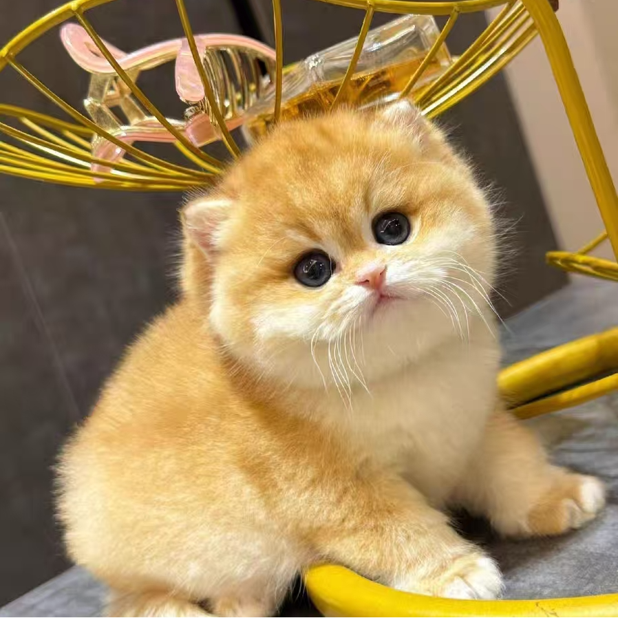 《王燕燕的猫舍》纯种熊版英短金渐层蓝金渐层矮脚曼基康幼猫直播间