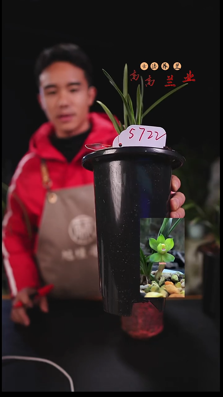 全部花苞＾**＾春兰绿云老种（4苗草带花苞）