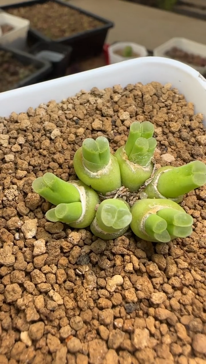 【闪购商品】20-362