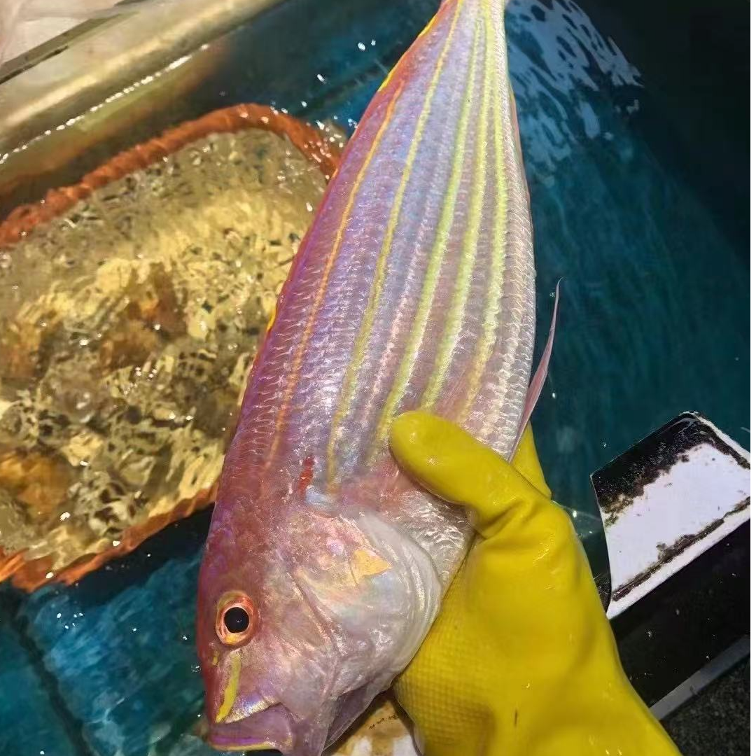 海钓野生 超大金丝鱼 5-8两/条  6条不低于3.6斤 肉多刺少 