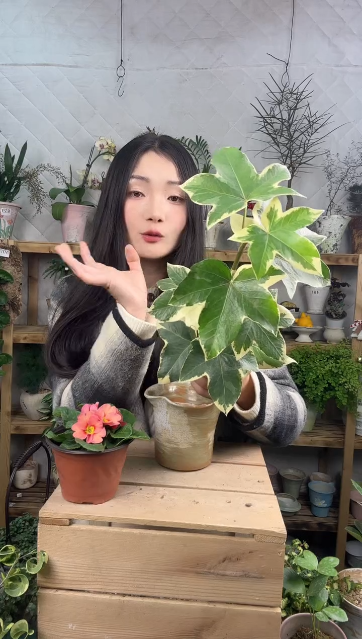 无花朵花叶熊掌木育苗盆502