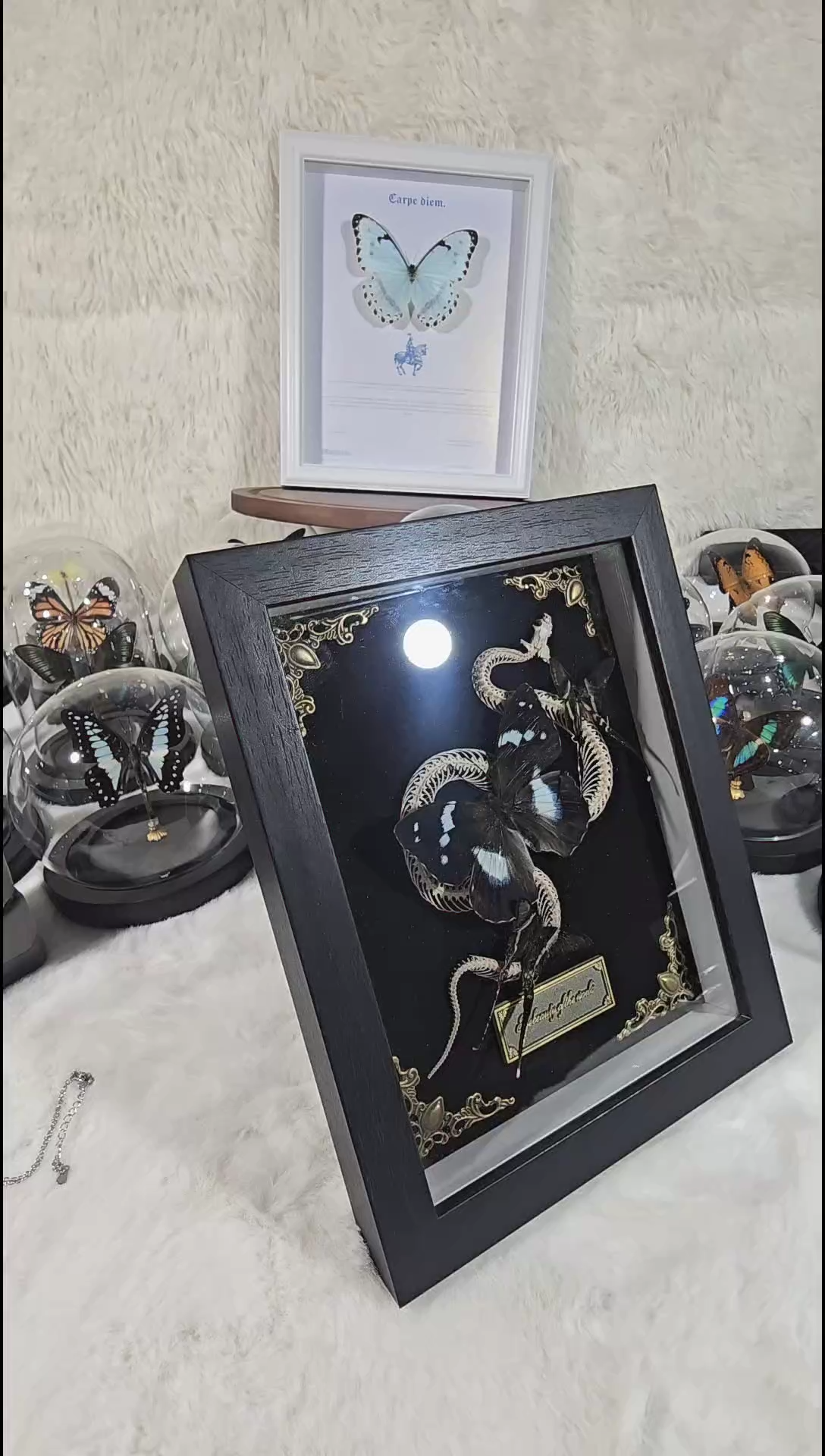 白斑迷蛇骨真实标本