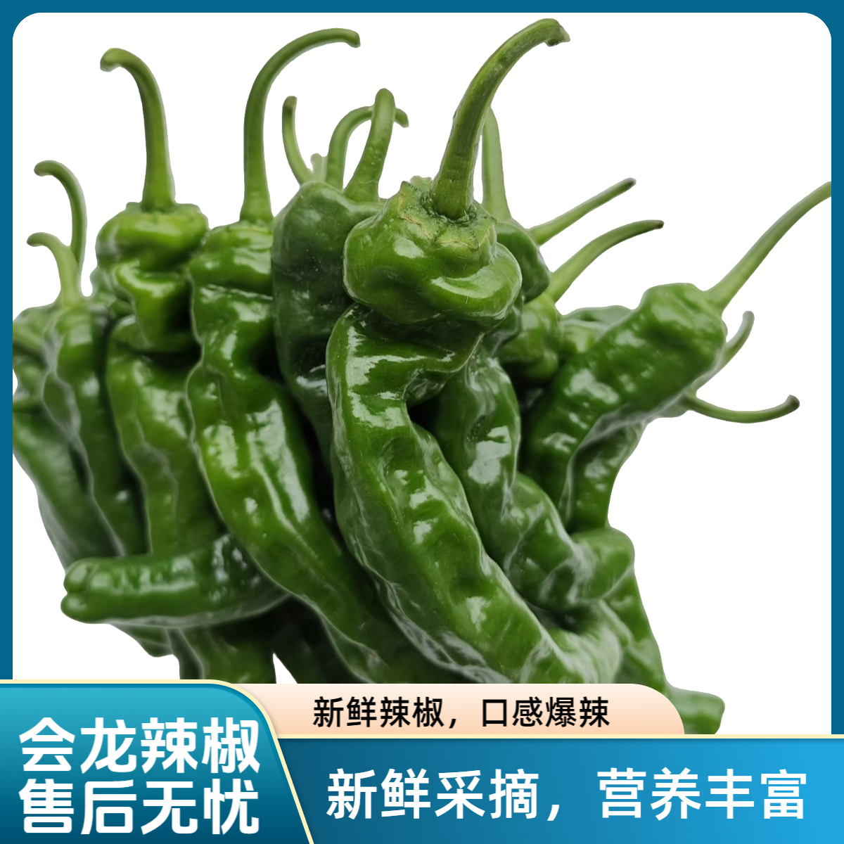 顺丰包邮会龙特辣辣椒新鲜薄皮青辣椒1斤3斤5斤现摘本地土辣椒