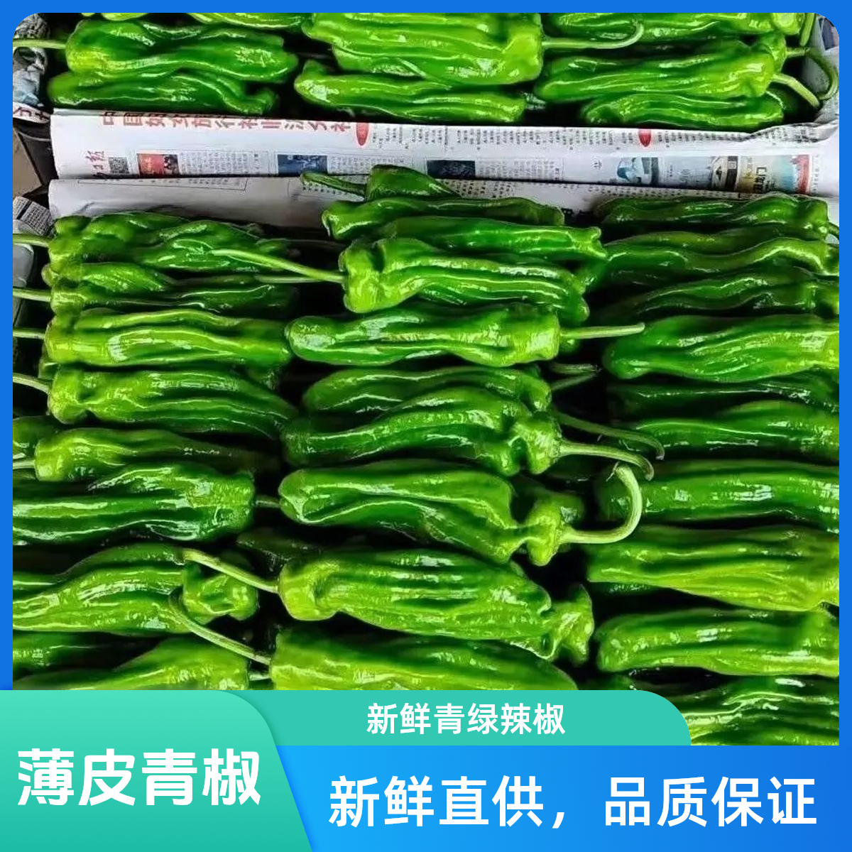 新鲜薄皮青椒微辣虎皮椒农家现摘蔬菜炒菜尖椒芜湖椒杭椒