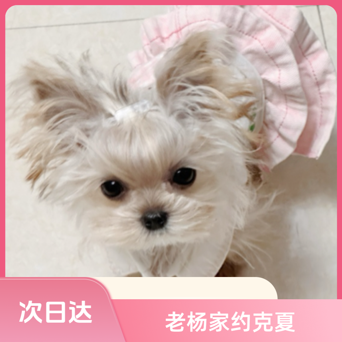 【杭州老杨家】约克夏狗狗宠物幼犬