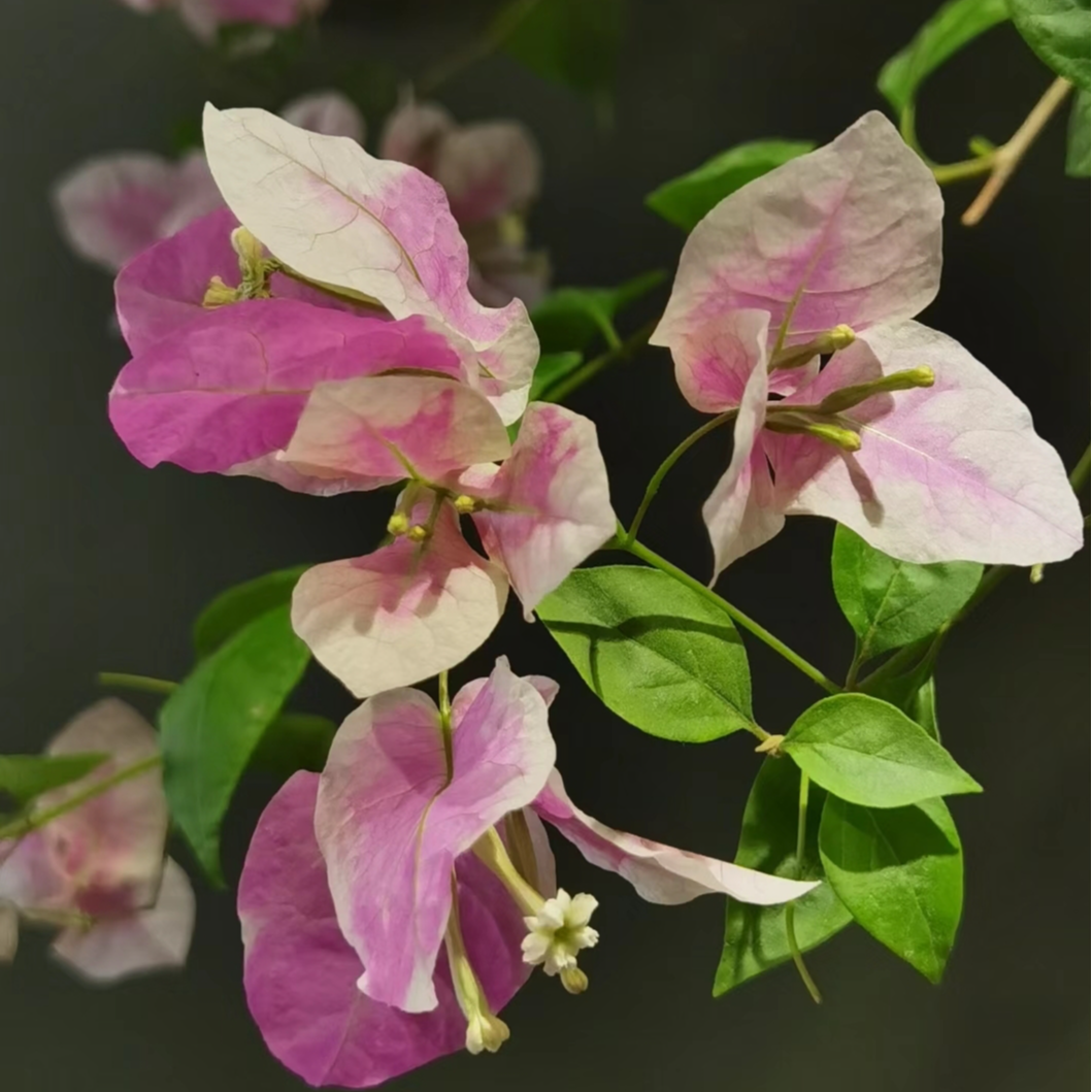 【小彩花三角梅0.5加仑】室内外阳台露台盆栽地栽四季勤花绿植