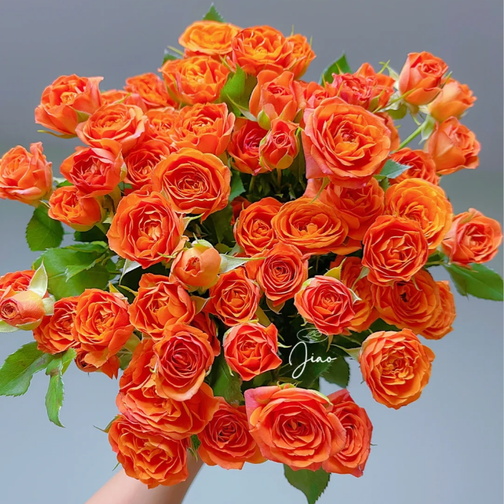 花满忆【橙色芭比多头玫瑰】多头玫瑰泡泡任意满两单顺丰包邮三单送花瓶今天拍明天到次日达