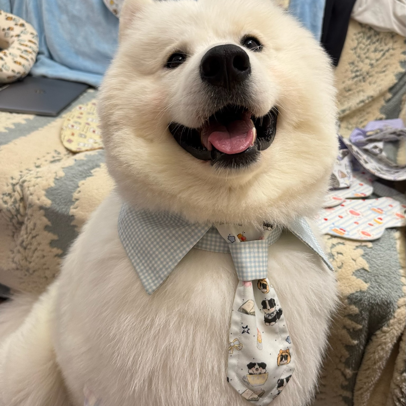 小狗衣服帅气宠物领带领结猫咪配饰狗狗衣服