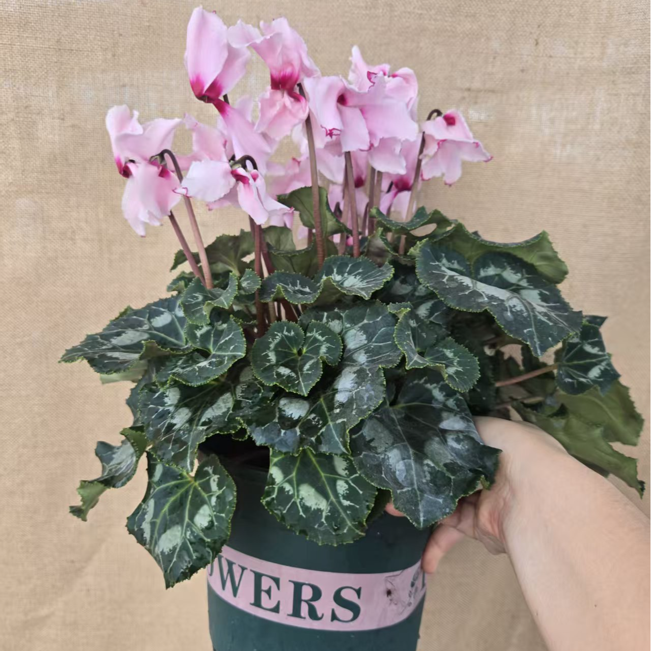 （一物一拍）仙客来大花盆栽花四季开花好养花卉