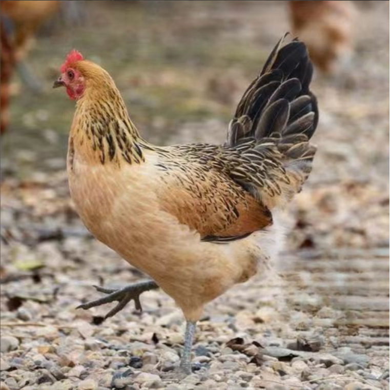 宠物鸡麻羽鸡 活鸡一斤