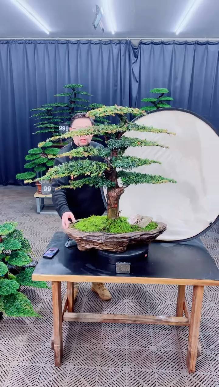 无花朵佛*佛盆景........