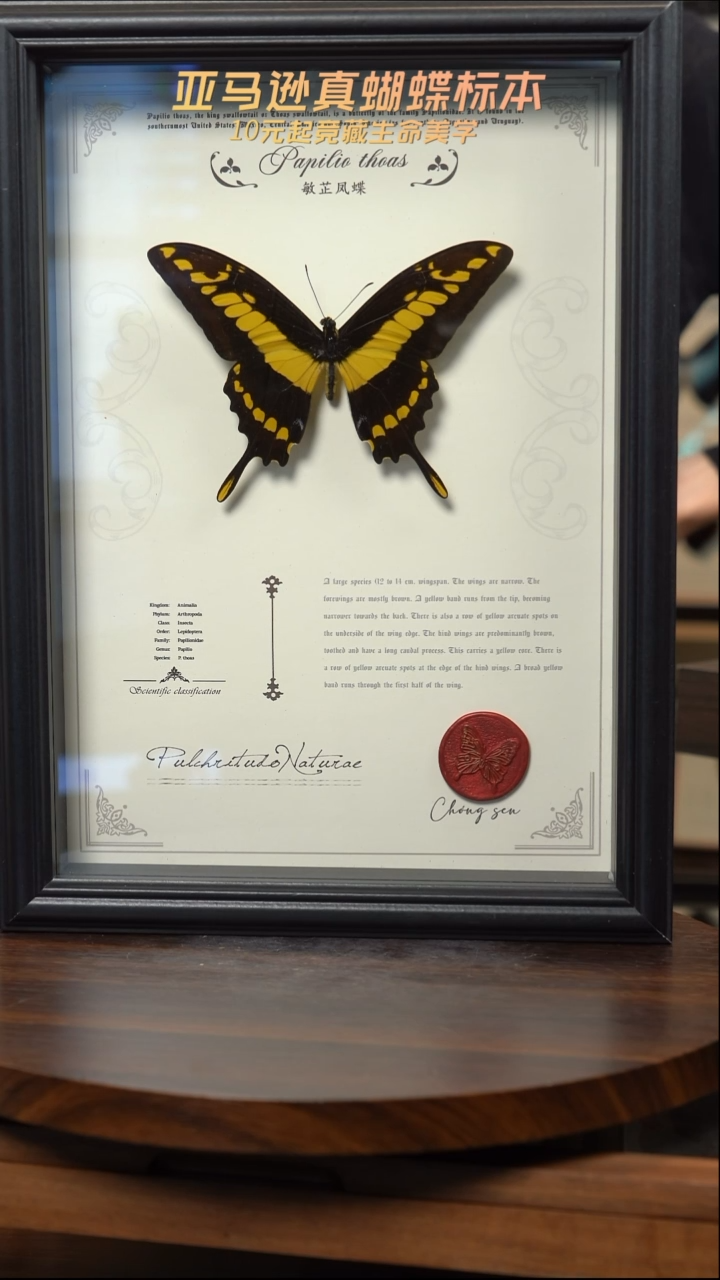 敏芷凤蝶标本摆件