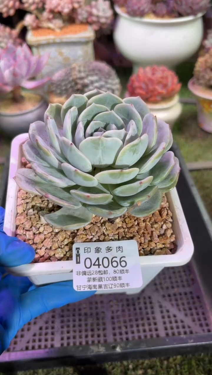 【闪购商品】04066