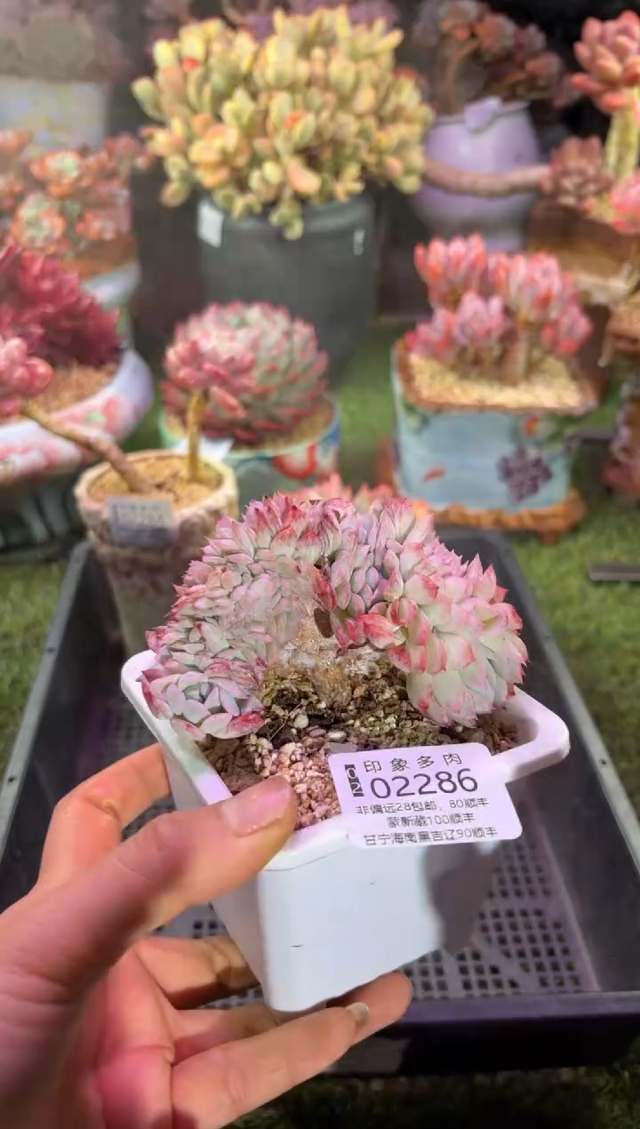 【闪购商品】02286