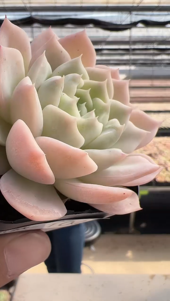 【闪购商品】新款多肉-104