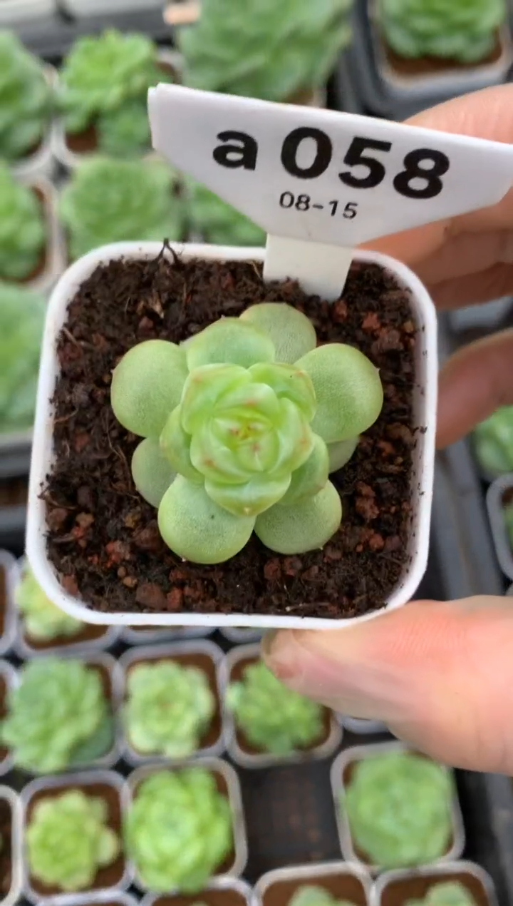 a058 小瑶瑶 脱土发 16.8