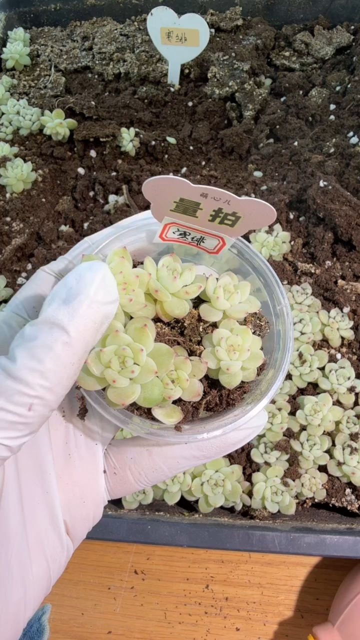 寒绯 小圆盒1盒 6颗量拍多肉植物