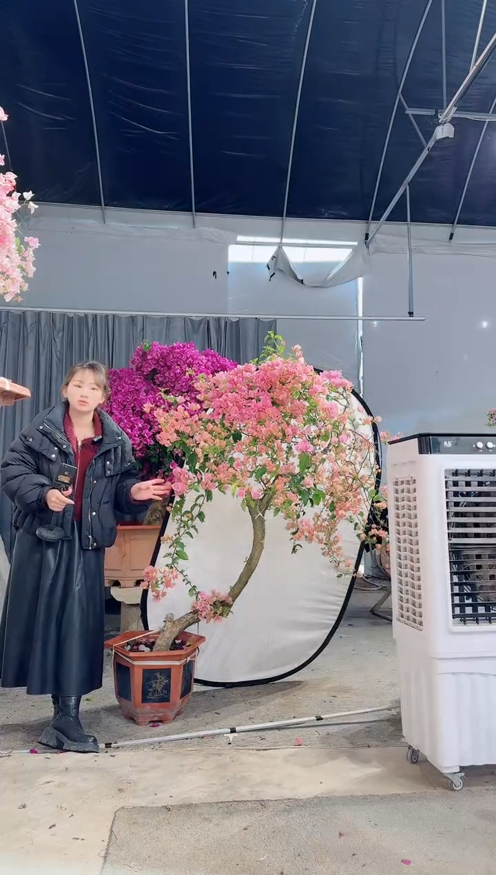 【闪购商品】盆景粉红缨