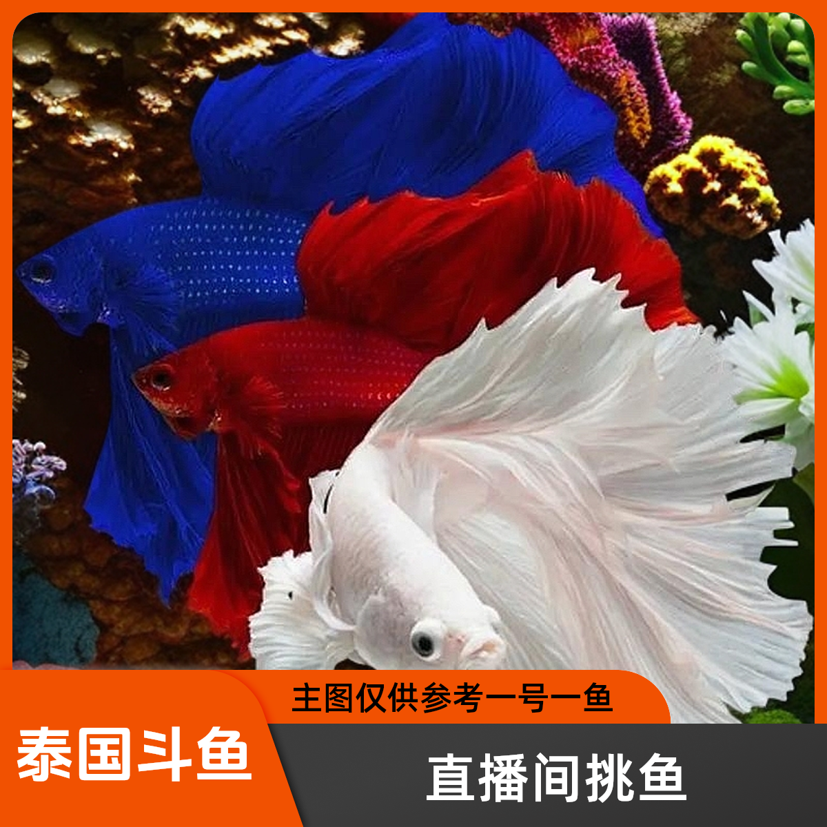 随机福袋 随机一条泰国斗鱼