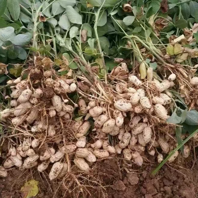 云南保山怒江自家老品种新鲜花生