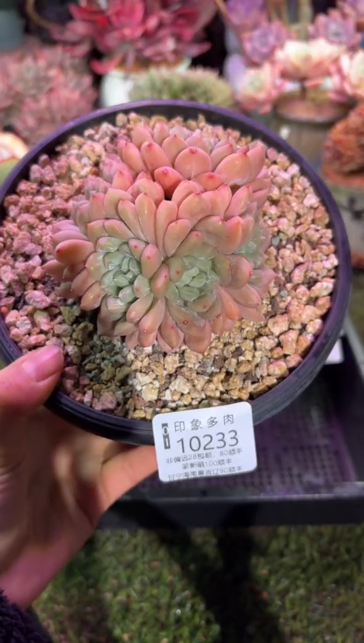 【闪购商品】10233