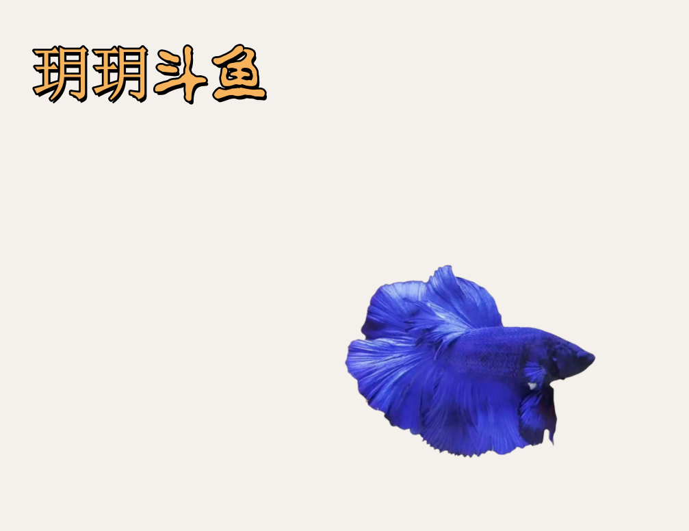 C14（313-336）泰国斗鱼精品鱼小型热带观赏鱼【直播间选鱼】