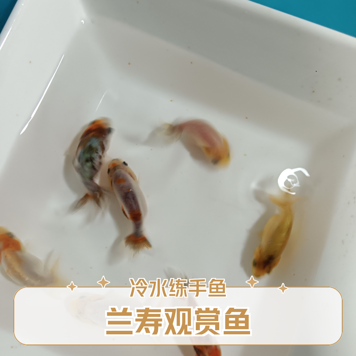 兰寿金鱼苗冷水观赏活体好养耐活可爱萌宠