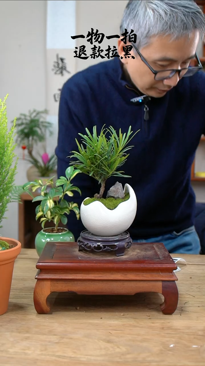 完全开放半***?罗汉松331