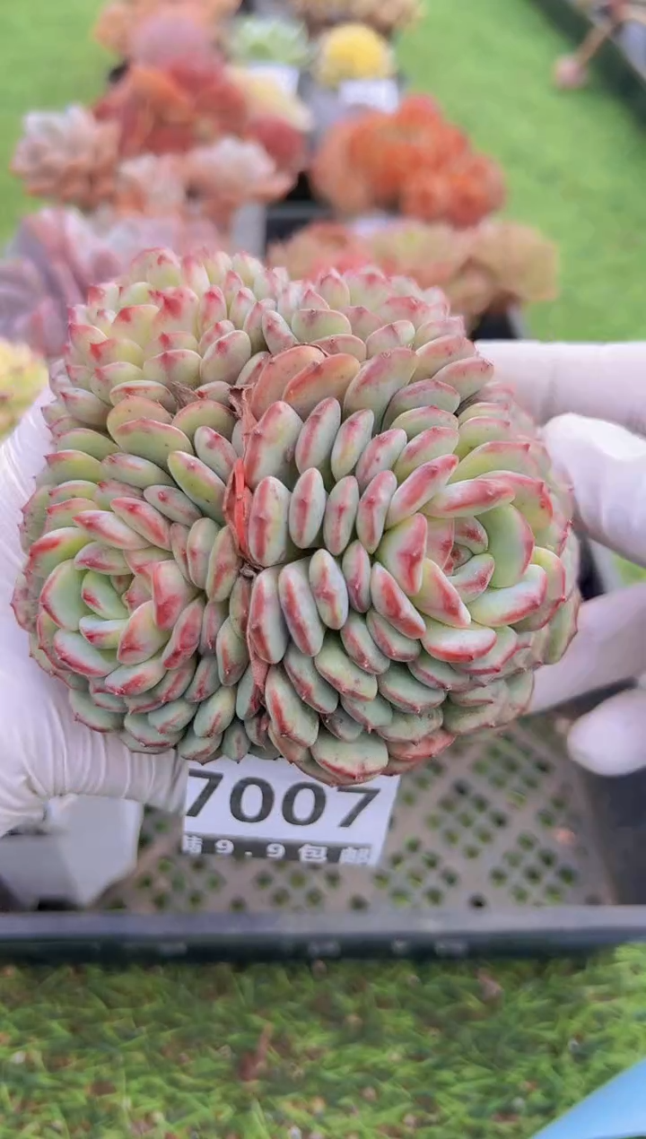 【闪购商品】信福多肉一物一拍