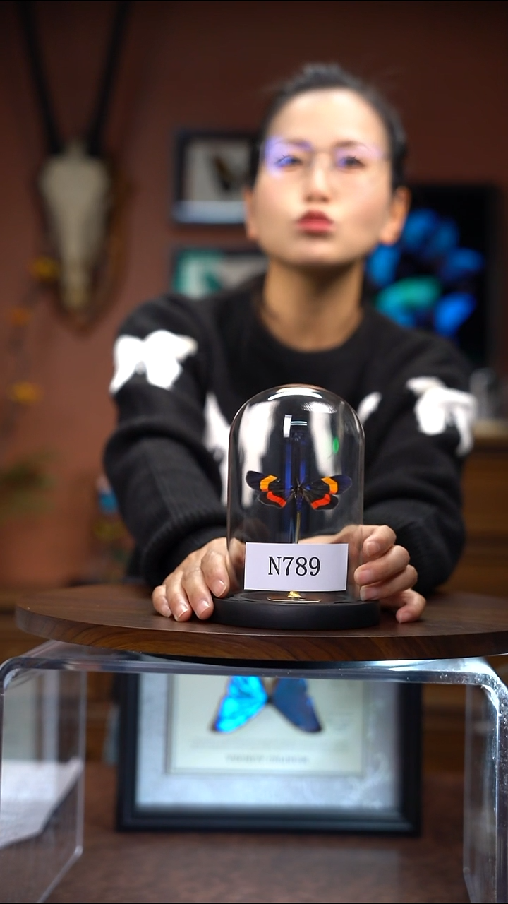 N789   蛾子玻璃罩