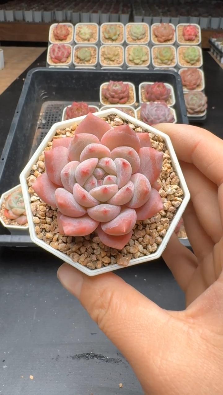 【闪购商品】356C物拍多肉带盆土6.5杯拍3颗包柚