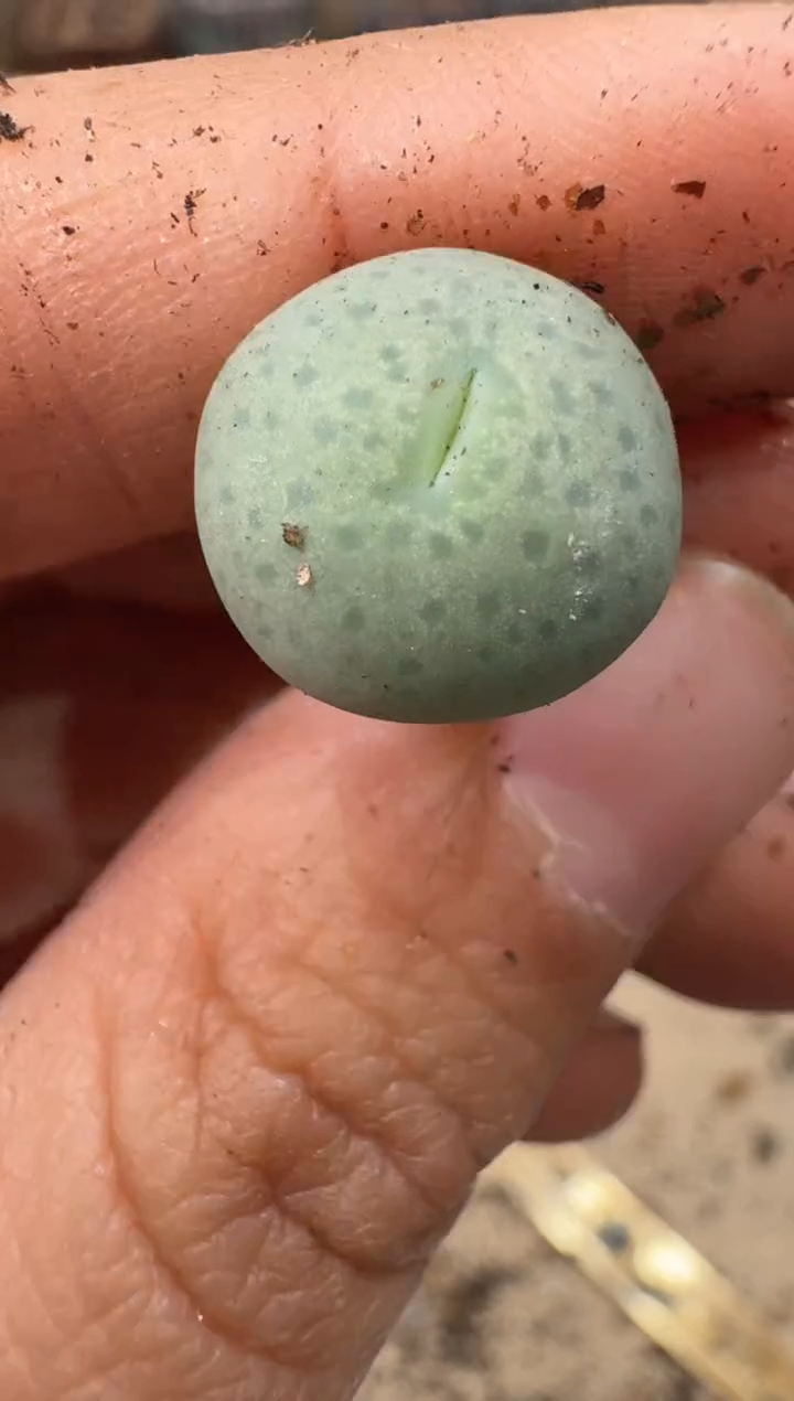 多肉植物肉锥4-142