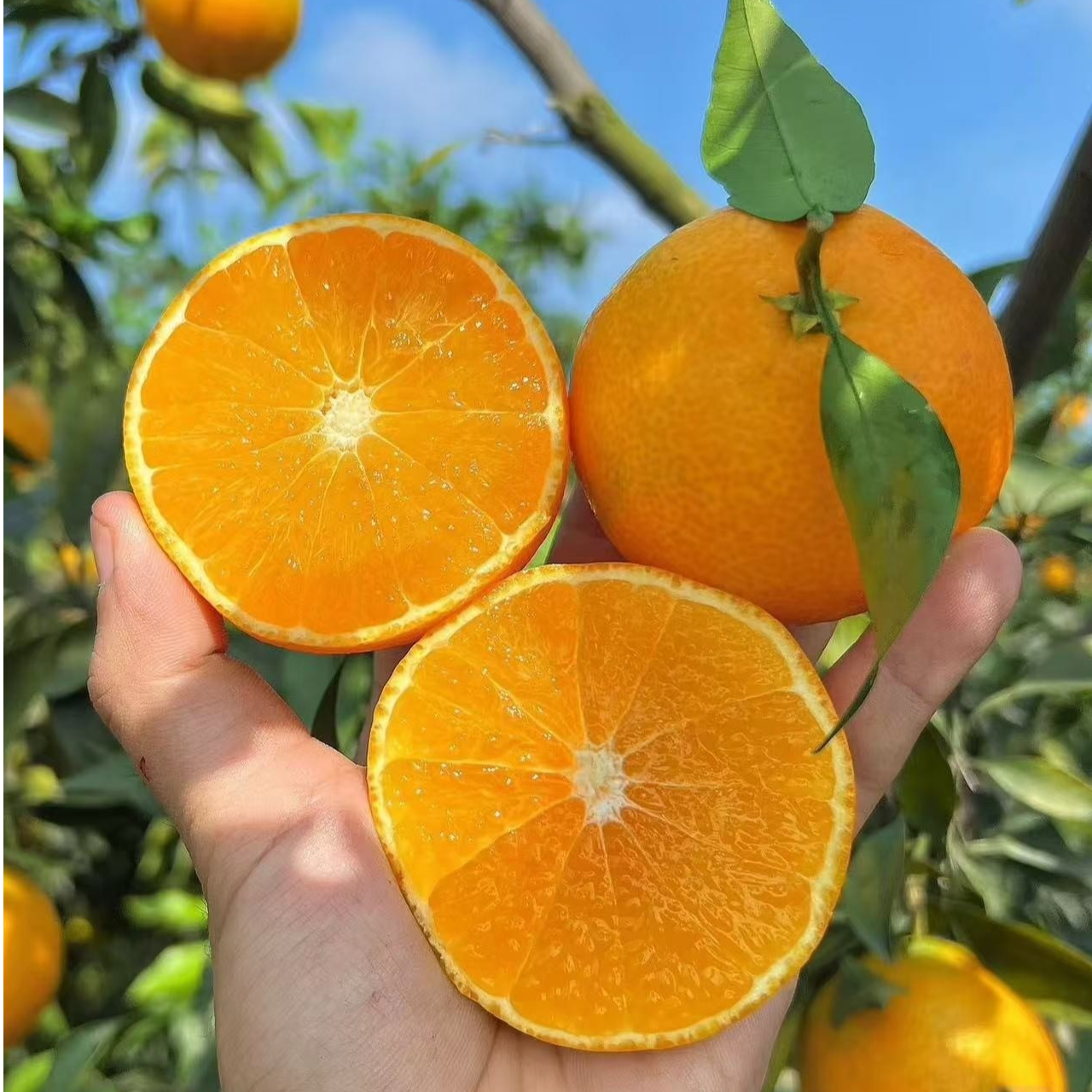【红美人果冻橙】果子特别甜 非常大 好吃 南方北方都能种植