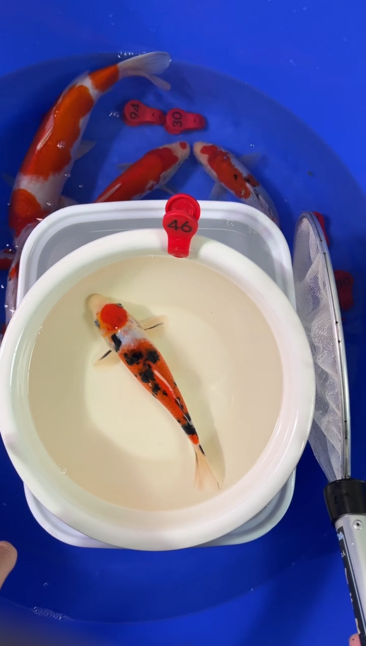 锦鲤活体二号链接