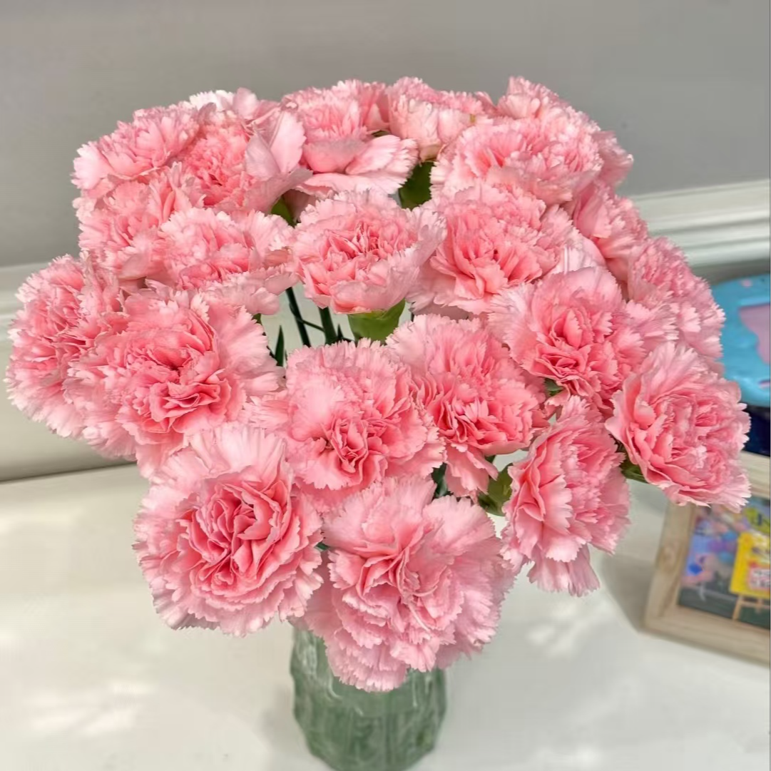 粉色单头康乃馨  15支 任意2单升级顺丰冷链/德邦空运