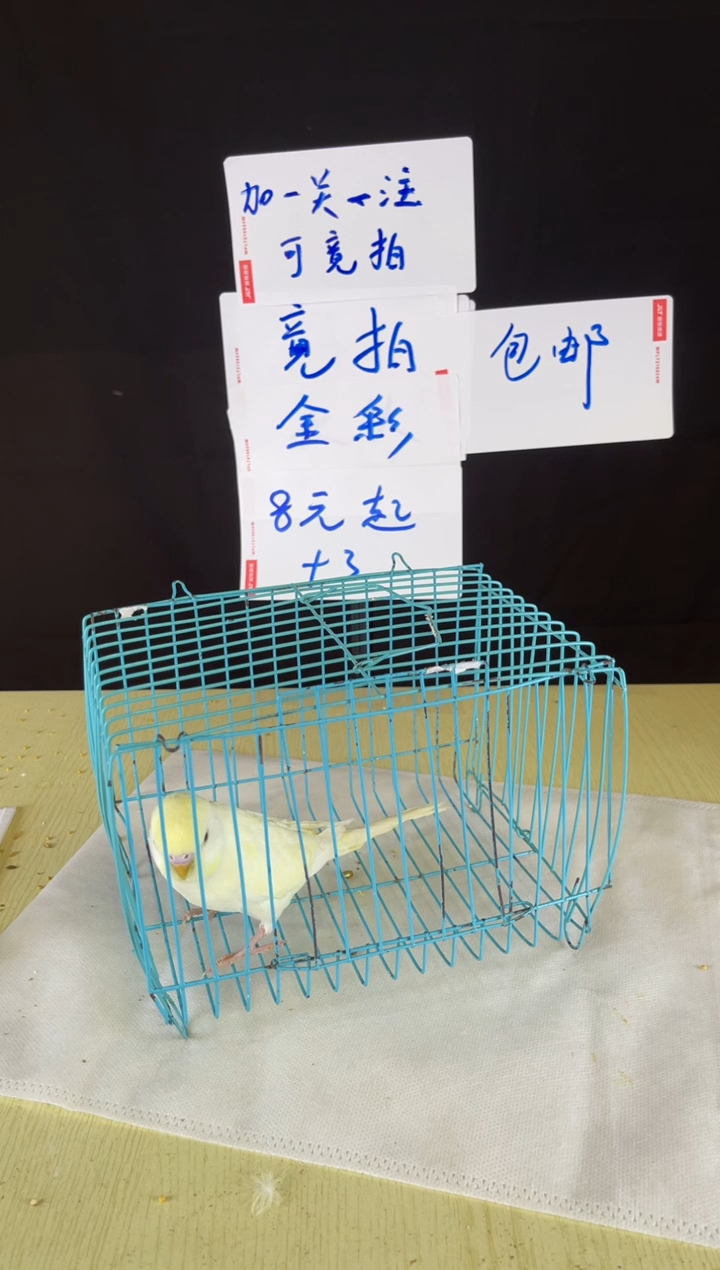 虎皮鹦鹉特色虎皮