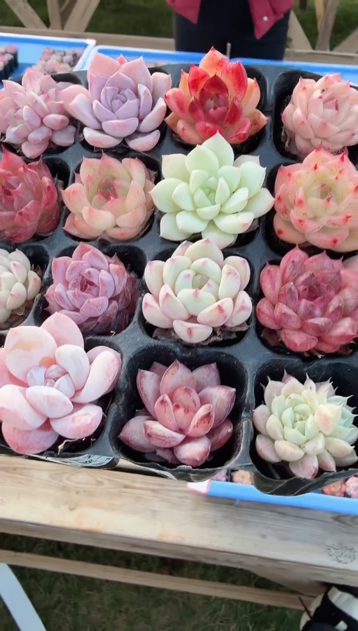 东云多肉园新款-166