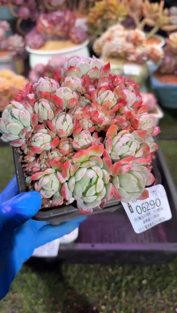 【闪购商品】06290