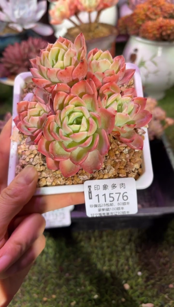 【闪购商品】11576