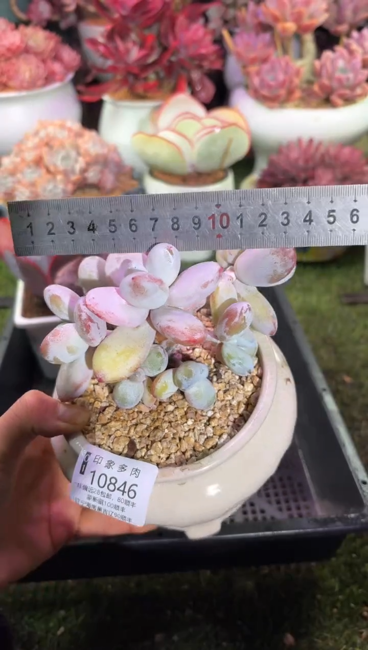 【闪购商品】10846