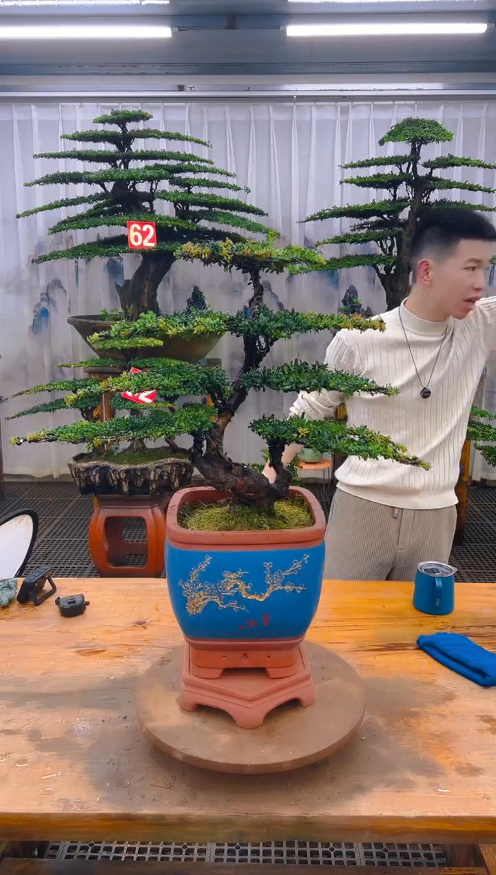 无花朵慈*精品盆景直播间一物一拍