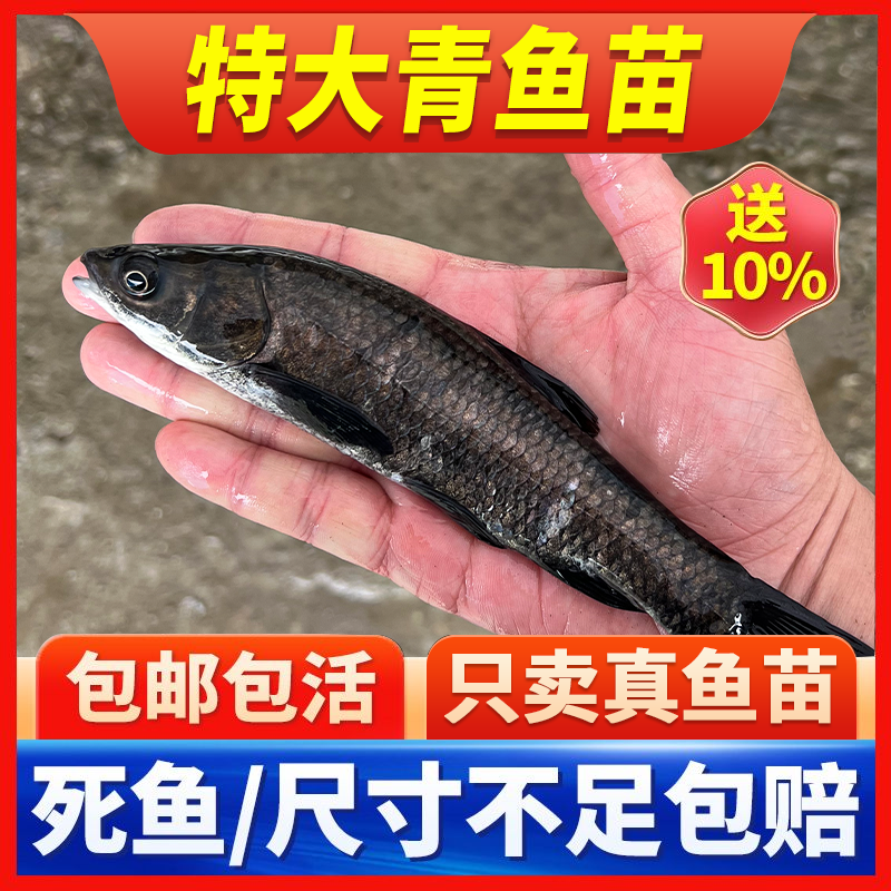 正宗青鱼苗特大螺蛳青鱼苗批发乌棒黑鲩养殖食用淡水好养重庆本地