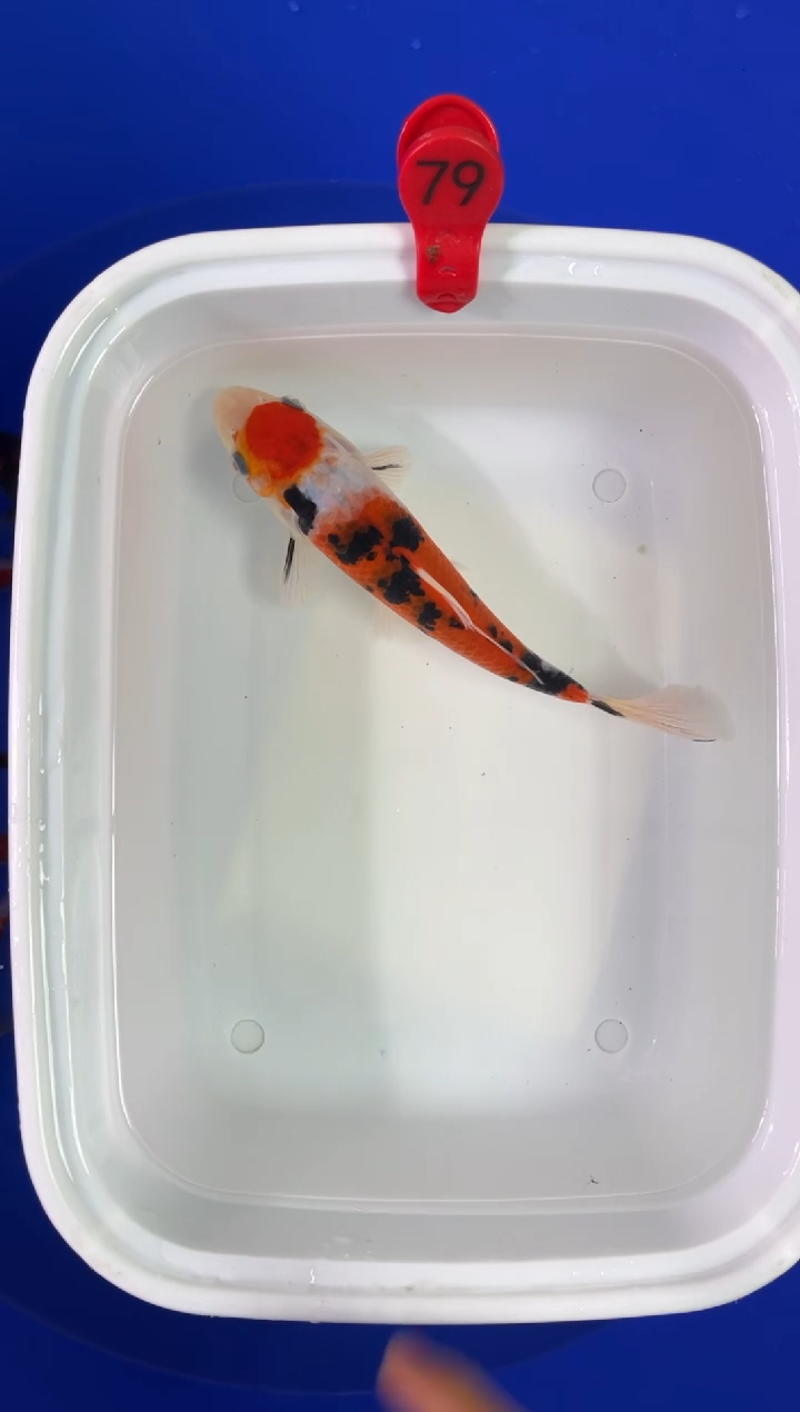 锦鲤活体二号链接
