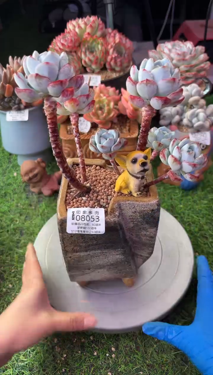 昆明印象多肉08053